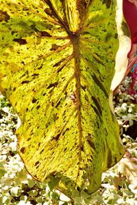 Close-up of green butterfly on plant