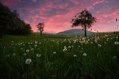 Scenic view of grassy field against sky during sunset dreamland 