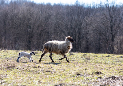 Sheep in a field