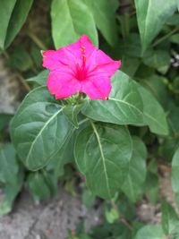 Close-up of pink flower blooming outdoors