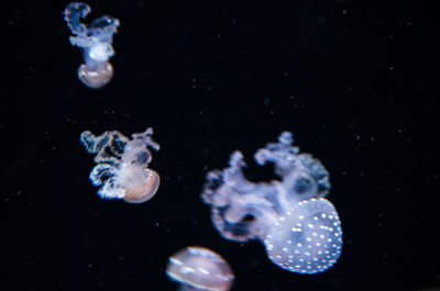 Jellyfish swimming in sea