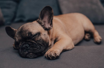 Cute french bulldog puppy sweet sleeping on a sofa at home