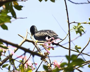 Low angle view of bird perching on tree against sky