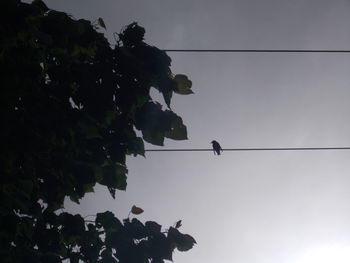 Low angle view of trees against sky