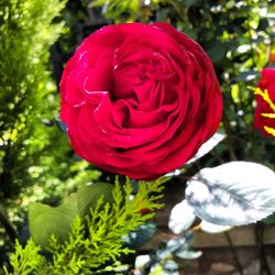 Close-up of red flower blooming outdoors