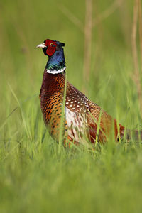 Pheasant hiding in the grass