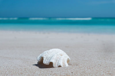 View of shells on beach against the sky