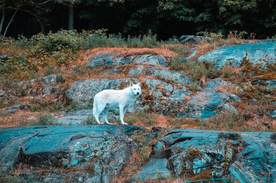 Cat standing on rock against trees