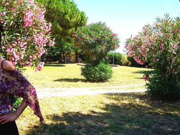 Trees in park