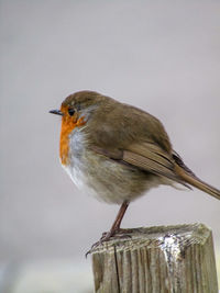 Low angle view of bird perching on wood