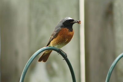 Close-up of bird perching on metal