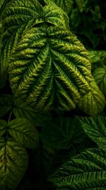 Close-up of fern leaves