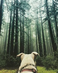 Low section of woman with dog in forest