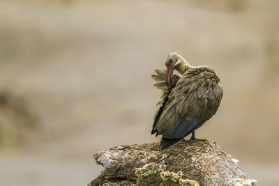 Close-up of bird perching on rock