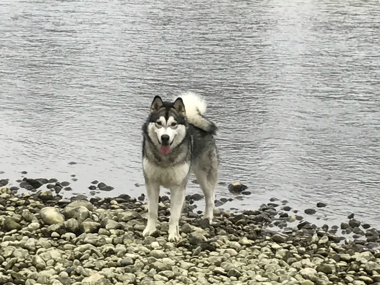 looking at camera, dog, animal themes, portrait, one animal, pets, domestic animals, outdoors, mouth open, mammal, siberian husky, water, nature, day, no people