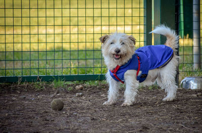 Portrait of dog against fence