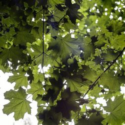 Low angle view of leaves on tree