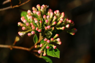 Close-up of flowers against blurred background