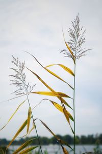 Low angle view of stalks against sky