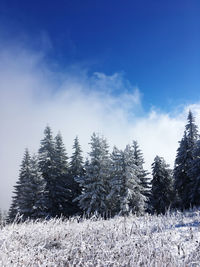 Pine trees in forest against sky during winter in a foggy day 