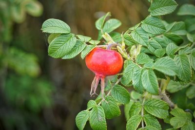 Close-up of strawberry growing on tree