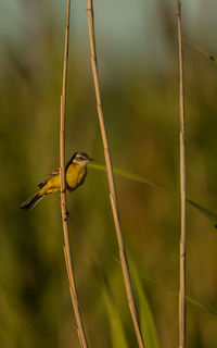 Close-up of bird perching on plant