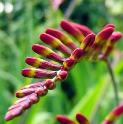 Close-up of pink flower