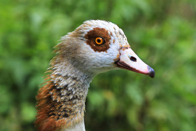 Close-up of bird outdoors