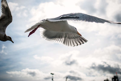 Low angle view of seagulls flying against sky