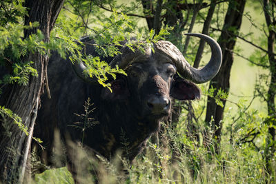 Cape buffalo by tree on grassy field