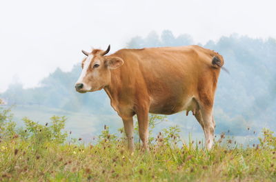 Horse standing in a field