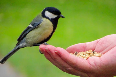 Close-up of bird perching on leaf