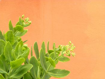 Close-up of plant against orange background