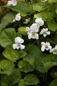 plant