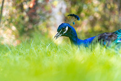 Side view of a peacock on grass