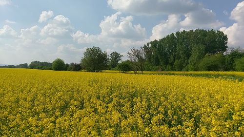 Scenic view of oilseed rape field against sky