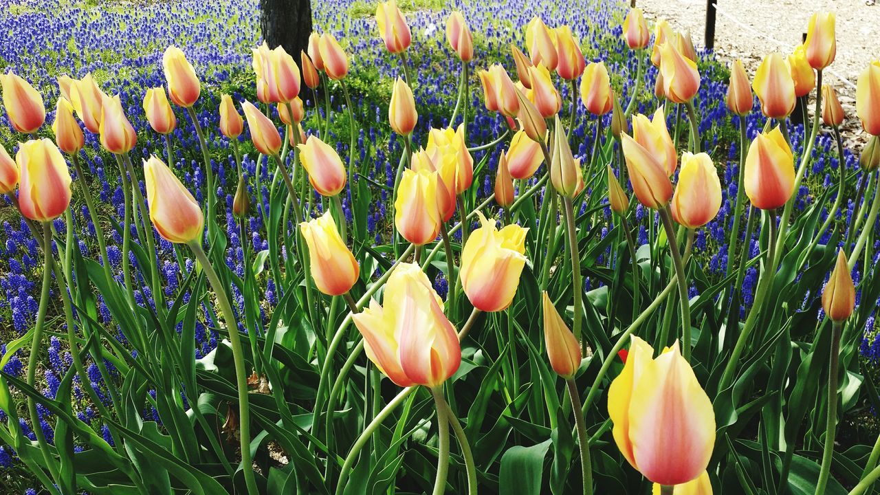 flower, freshness, growth, field, tulip, fragility, plant, abundance, beauty in nature, nature, petal, blooming, grass, yellow, stem, agriculture, flower head, day, rural scene, variation