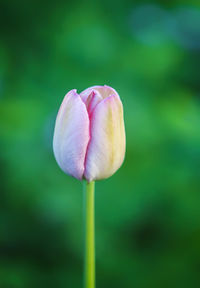 Beautiful spring tulip flowers growing in garden.