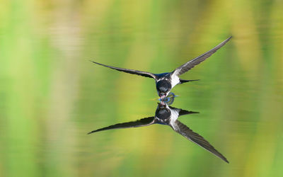 Close-up of bird flying against blurred background