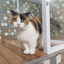 Portrait of cat sitting on floor at home