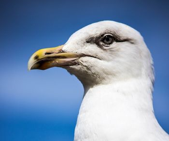 Close-up of seagull against blue sky