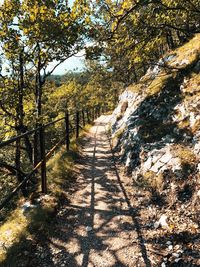 Footpath amidst trees in forest