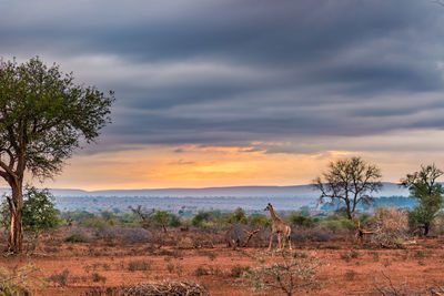 Scenic view of field against sky during sunset