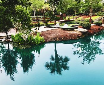 Swimming pool by trees