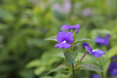 Close-up of purple flowering plant