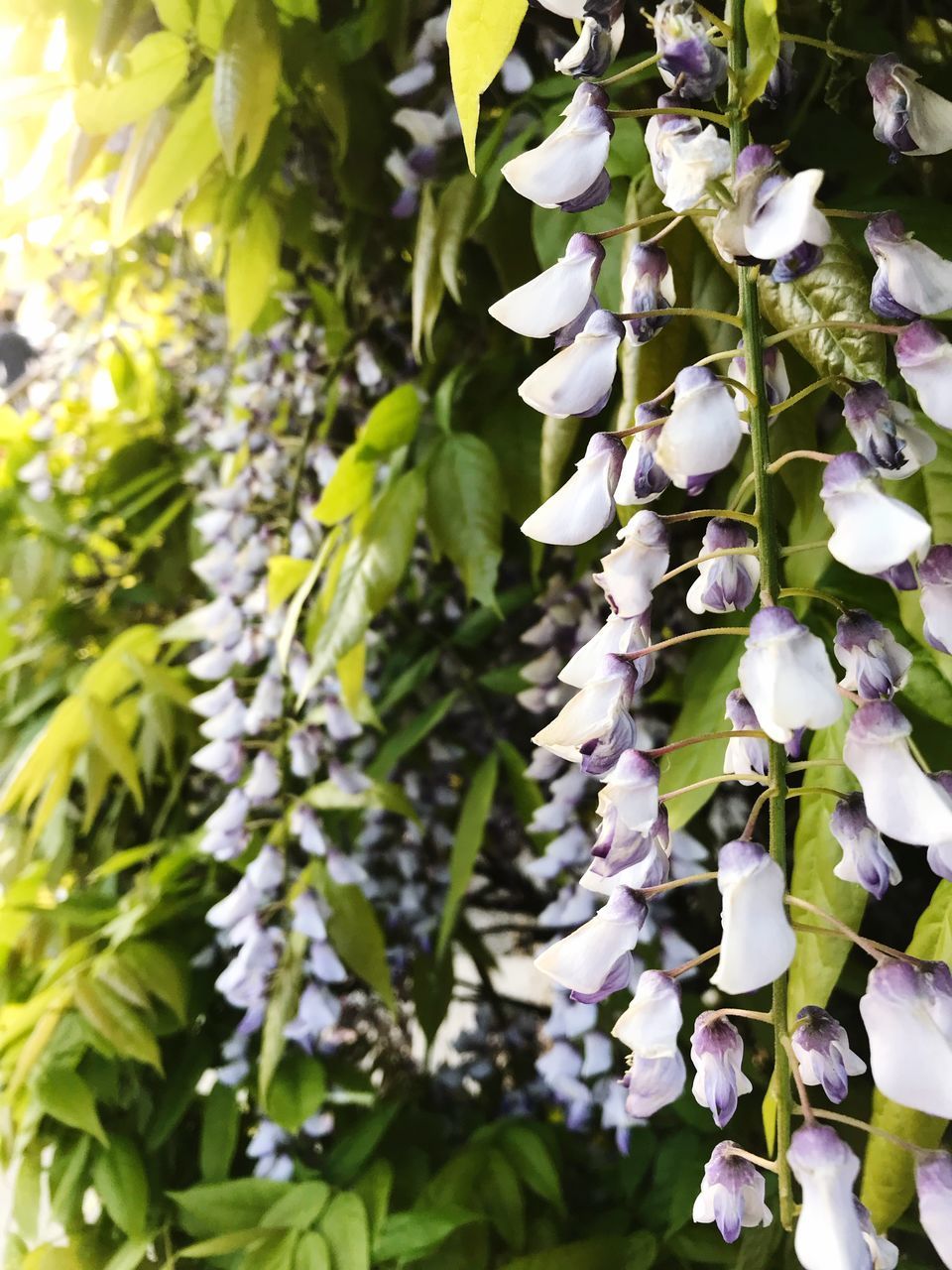 CLOSE-UP OF FRESH WHITE FLOWERING PLANTS