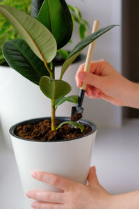 Young woman loosens a ficus plant in a white pot. concept of home garden. spring time. 