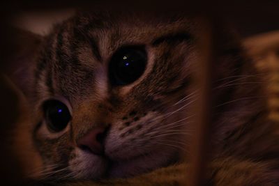 Close-up portrait of cat