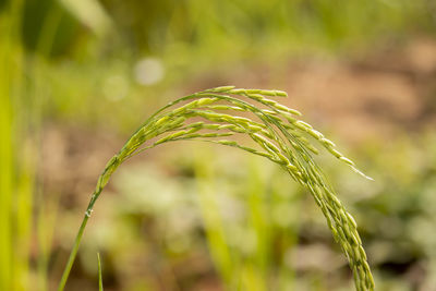 Close-up of crop growing on field