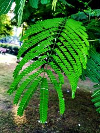 Close-up of fresh green leaf